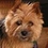 dogluvver